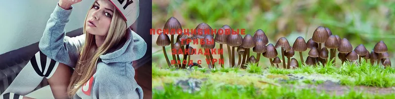 Псилоцибиновые грибы Psilocybe  купить  цена  Ардатов 